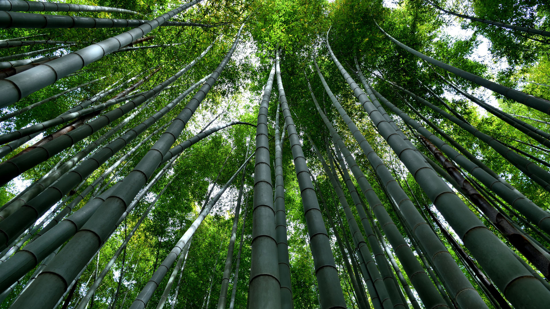 神奈川県 報国寺の竹林