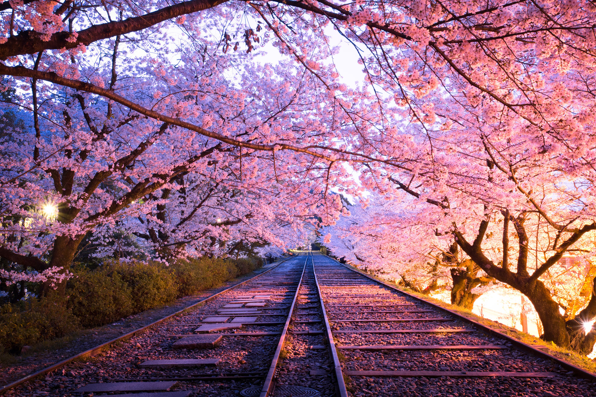 京都府 春の宴 桜並木
