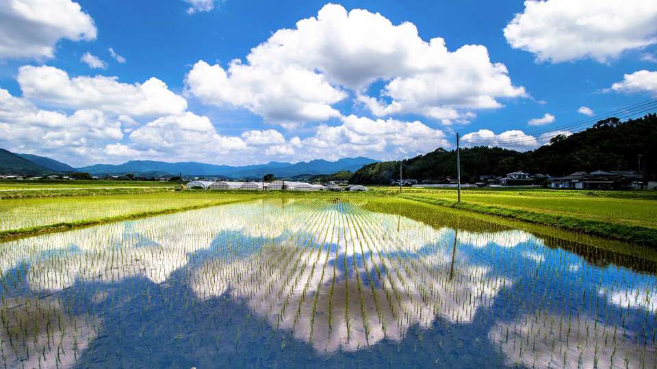 熊本県 水田 風景